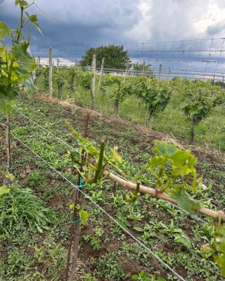 Když srnky degustují…😁🍇