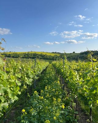 Pestrá vinice = zdravá vinice❤️ #vinice #ilovejiznimorava #nasevino #vinazmoravy #poddubnanskouhorou #vinohrady #pestravinice