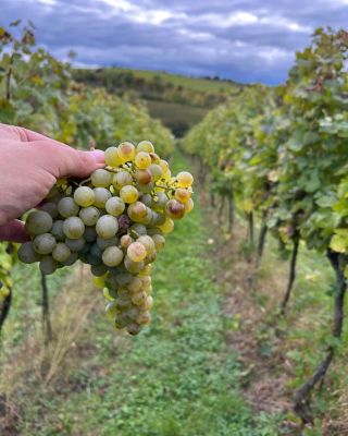 🍇 Burčák bude připraven! V sobotu při burčákovém pochodu se u nás můžete zastavit na skleničku toho pravého z Pod...